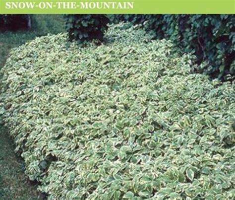 Snow On The Mountaingood Ground Cover Best Perennials For Shade