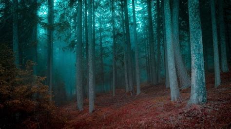 2840853 Nature Landscape River Mist Forest Oregon Morning Shrubs