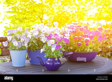 Purple Violet And Blue Pansy Flowers In 3 Different Pots On A Balcony
