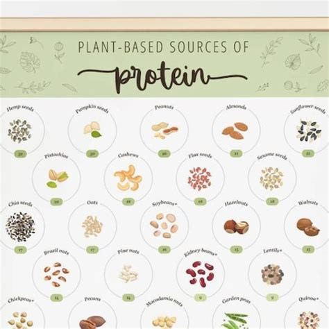 Vegan Protein Sources Nutrition Infographic Poster Vegan Etsy