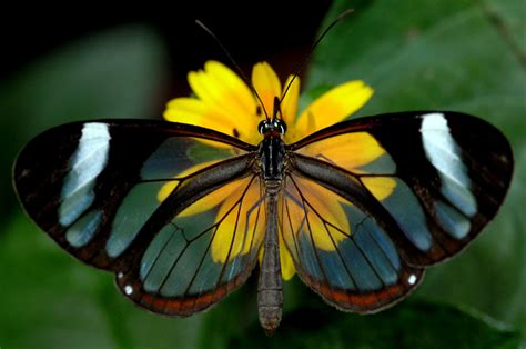 Clearwing-Butterfly | Glasswing butterfly, Glasswinged butterfly, Most beautiful butterfly