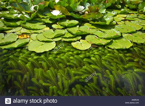 Biotope Ecosystem Plant Life In A Pond Pool Waterplants