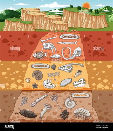 Scene With Various Animals Bones And Dinosaurs Fossils In Soil Layers