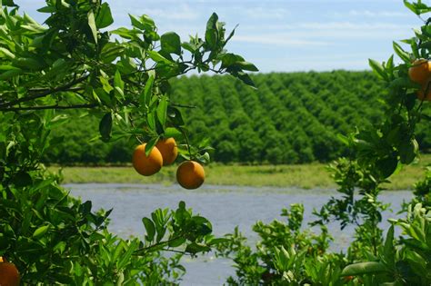 Florida Citrus Acres Declining Citrus Industry Magazine