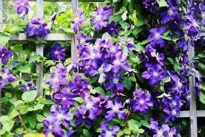 Una pianta rampicante sempreverde con bellissimo fogliame e che produce fiori color porpora e frutti di grandi dimensioni commestibili. ᐅ CLEMATIDE RAMPICANTE SEMPREVERDE