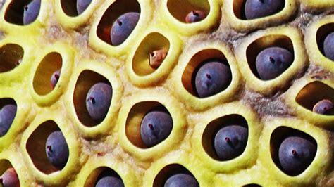 Fear Of Holes Take The Trypophobia Test Youtube