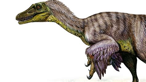 Velociraptor Facts And Photos