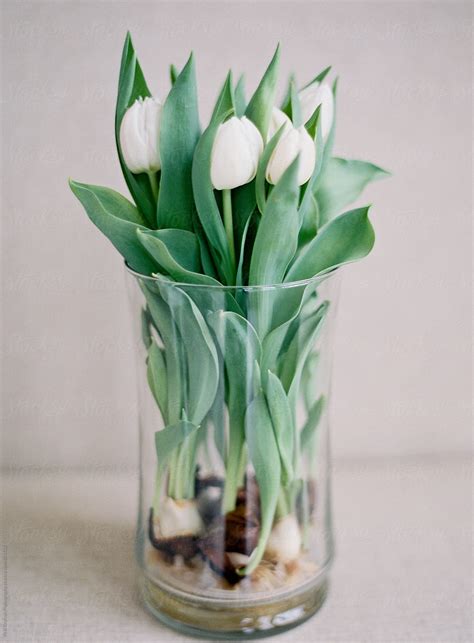 White Tulips In Glass Vase By Stocksy Contributor Vicki Grafton