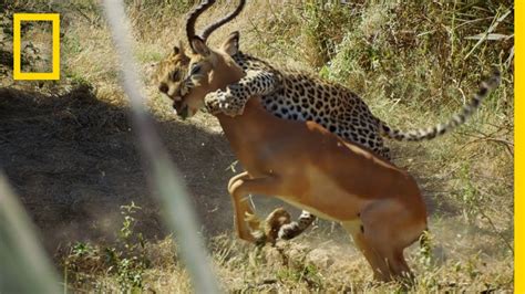 Leopard Hunts An Impala Savage Kingdom Youtube