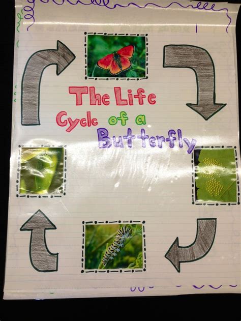Butterfly Life Cycle Anchor Chart Anchor Charts Butterfly Life Cycle