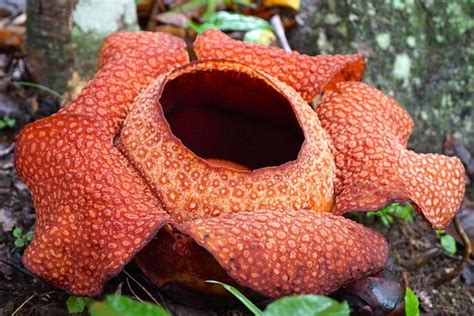 Placidway medical tourism provides best medical centers in kota kinabalu, malaysia to patients from around the world. TripAdvisor | Kota Kinabalu Rafflesia Rainforest Reserve ...