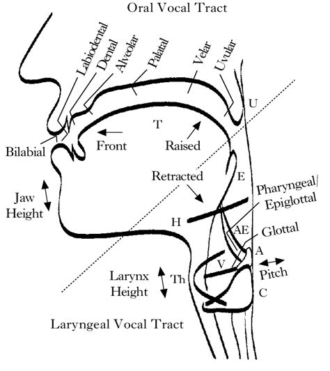 Vocal Tract Diagram Labelled To Represent The Oral And The Laryngeal