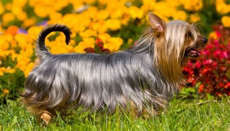 20 Best Toy Dog Breeds In The World