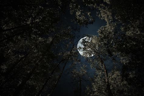Full Moon Forest Dark Free Photo On Pixabay Pixabay