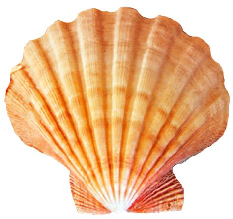 Transparent Seashell Png Clipart Seashell Clipart Sea