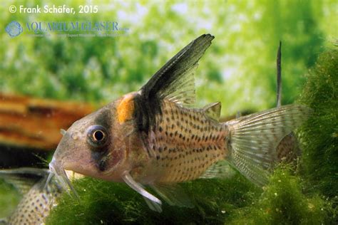 Corydoras Cf Brevirostris Cw 27 Highfin My Fish Aus Freude An