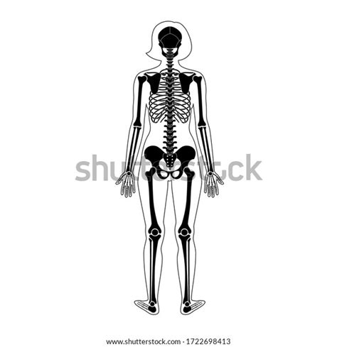 Woman Skeleton Anatomy In Front Profile And Back View Vector Isolated Flat Illustration Of