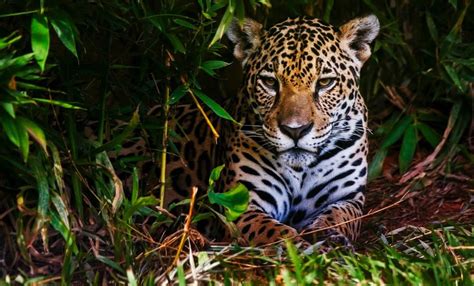 7 Animales Que Están En Peligro De Extinción Y Habitan En México