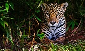 7 animales que están en peligro de extinción y habitan en México