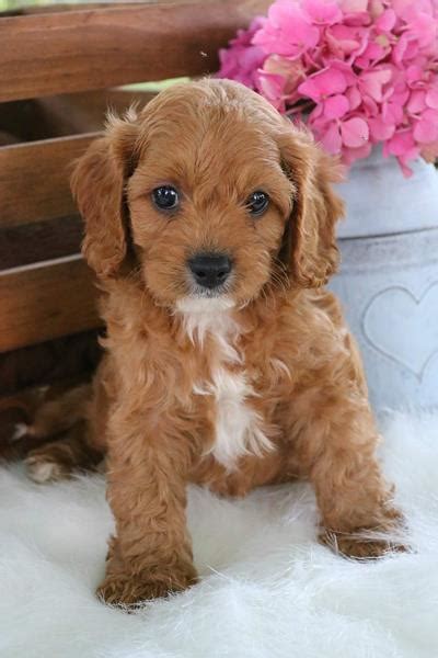 After founding florida poodle rescue in 1994 and saving the lives of over 10,000 poodles, poodle mixes, and poodle wannabes, patricia bonati and martha harrington can attest that there is no greater feeling than rescuing a poodle and being part of this magical transformation process. Cavapoo Puppies for Sale | Puppy Love