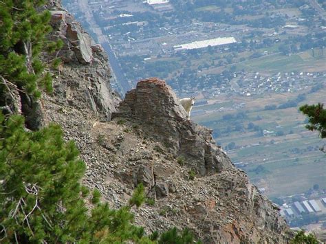 Mountain Goat Ben Lomond Peak Ogden Utah Photo By Gary Knighton