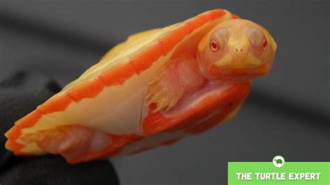 Albino Pink Belly Sideneck Turtle Facts The Turtle Expert