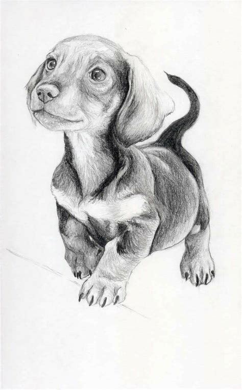 Pin By Yvonne Batten On Dachshunds 12 Realistic Animal Drawings