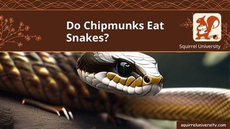 Do Chipmunks Eat Snakes? (and How? With VIDEOS) - Squirrel University