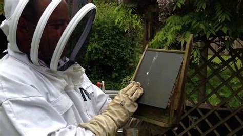 Phil from countrywide shows how to remove a bumble bee nest in a bird nesting box. How to remove a bumble bee nest safely. - YouTube