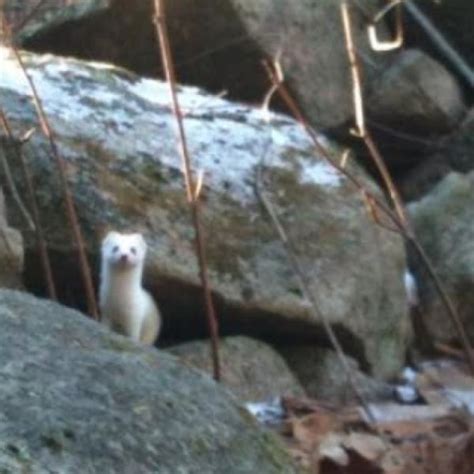 Ermine Short Tailed Weasel Project Noah