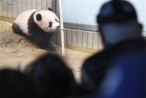 Tokyo Baby Panda Melts Hearts Of Fans In Debut The Denver Post