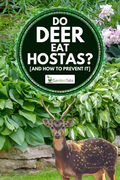 If deer are eating the hostas, erect a wire fence around your garden that's at least 4 feet tall. Do Deer Eat Hostas? And How To Prevent It - Garden Tabs