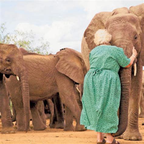 Daphne Sheldrick Taking Care Of The African Elephant The East African