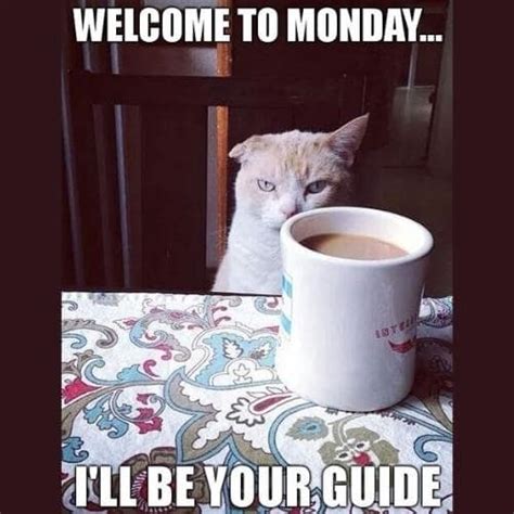 50 Funny Monday Coffee Memes To Kickstart Your Week Puns Captions