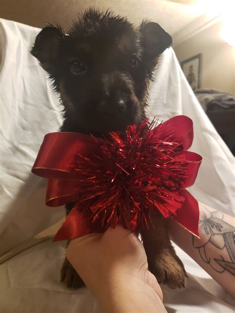 We have a beautiful litter of pedigree german shepherd puppies for sale. German Shepherd Puppies For Sale | Sterling Heights, MI ...