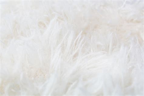 White Fur Background Free Stock Photo Public Domain Pictures