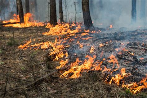 Ground Forest Fire In Pine Stand Stock Image Image Of Environment