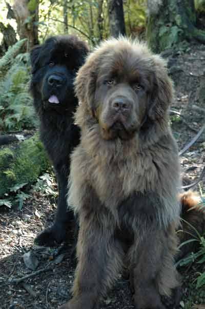 Black And Brown Newfoundland Dogs Massive Dog Breeds