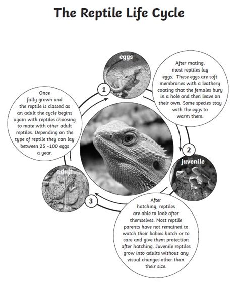 Reptile Life Cycle St Margarets Lee