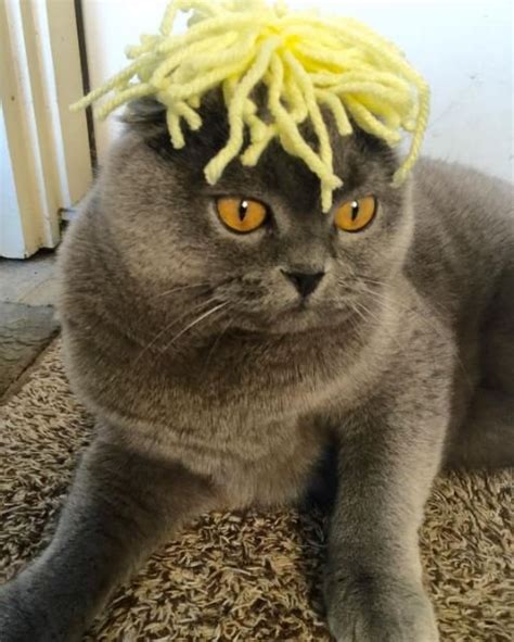 25 Funny Cats In Wigs That Will Make You Laugh Bouncy Mustard