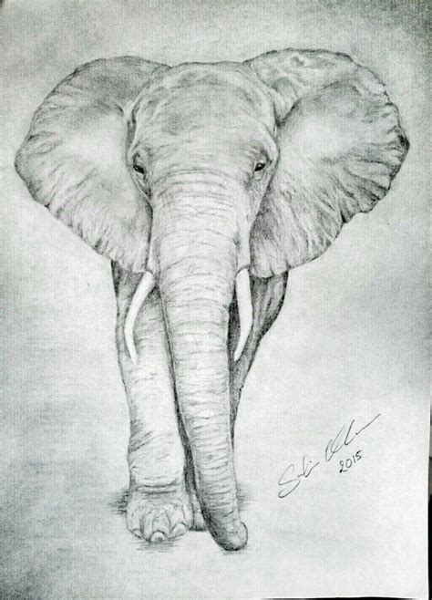Elephant Sketch Elephant Drawing Pencil Drawings Easy