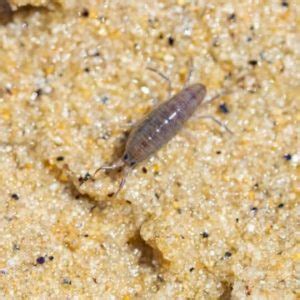 Sand Flea Bites Treatment And Prevention Nm Pest Control