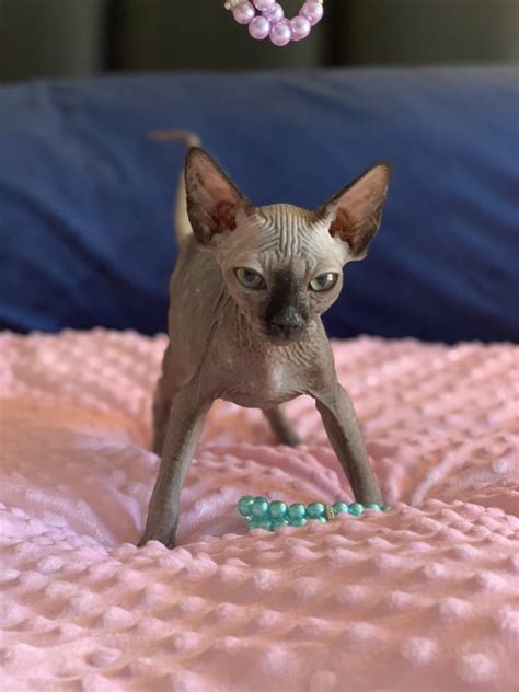 Sphynx Cats For Sale Los Angeles Ca 285091 Petzlover