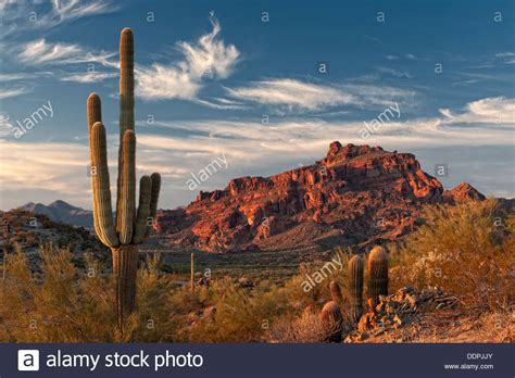 Sonoran Desert Scene In Arizona Stock Photo Alamy