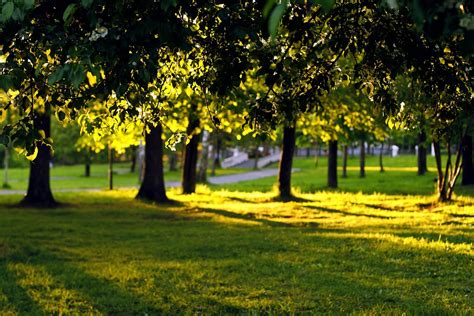 Wallpaper Sunlight Trees Landscape Nature Grass Park Green