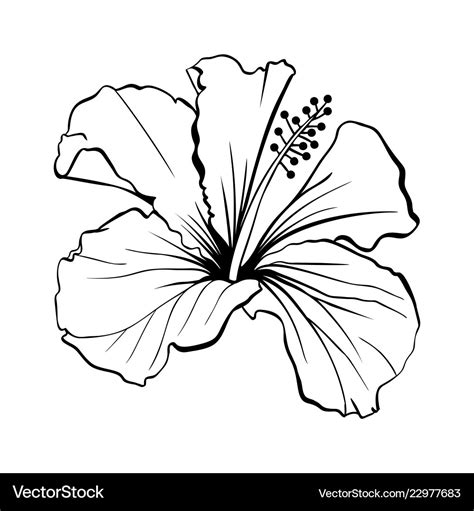 Hibiscus Flower Template Clipartsco Hibiscus Flower Stencil Free