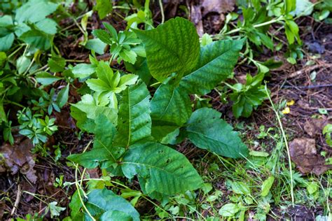 Bigger Earlier And Itchier Why Poison Ivy Loves Climate Change Wbur