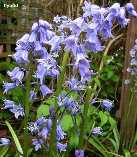 How To Grow English Bluebells From Seed Hubpages