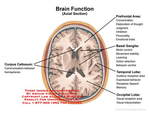 Brain Function Axial Section