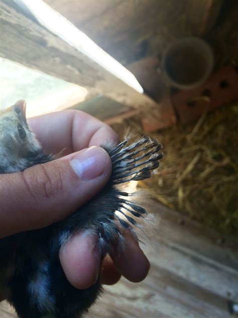 sebright maybe seb cross update backyard chickens learn how to raise chickens